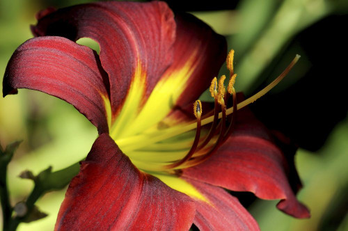 Close up of a red and yellow lily flower.; Acton Arboretum, Acton, Massachusetts. Poster Print by Darlyne Murawski (17 x 11)