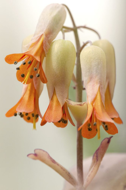 Close up of the flowers of a succulent plant, Kalanchoe species.; Wellesley, Massachusetts. Poster Print by Darlyne Murawski (11 x 17)