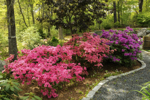 Azaleas in bloom in a wooded garden setting.; Brewster, Cape Cod, Massachusetts. Poster Print by Darlyne Murawski (17 x 11)