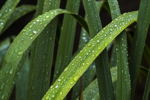 Beads of water on the leaves of an Iris plant. Poster Print by Loop Images Ltd. (17 x 11)