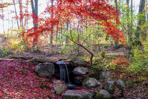 A Japanese maple tree with red leaves in the fall, next to a waterfall; New York. Poster Print by Darlyne Murawski (17 x 11)
