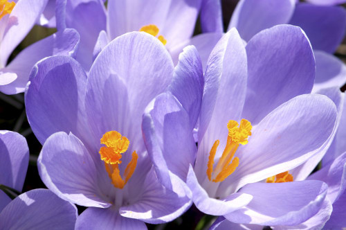 Close up of purple crocus flowers with orange pistil and stamens.; Arlington, Massachusetts. Poster Print by Darlyne Murawski (17 x 11)