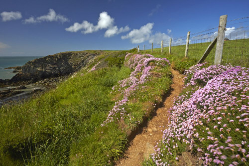 Thrift growing beside the Pembrokeshire Coastal Path near St Justinian. Poster Print by Loop Images Ltd. (18 x 12)