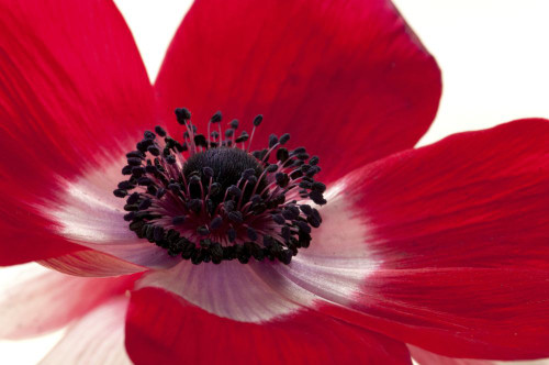 Close up of a red anemone flower.; Arlington, Massachusetts. Poster Print by Darlyne Murawski (17 x 11)