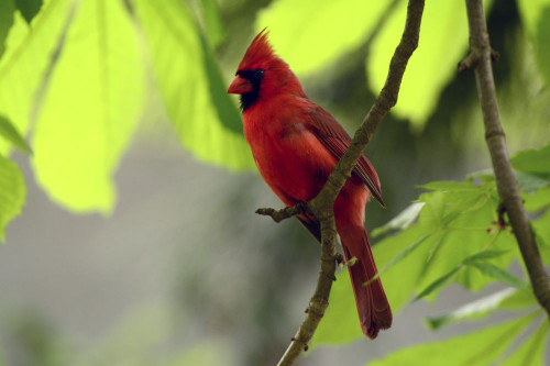 A male northern cardinal, Cardinalis cardinalis, perched on a tree branch above its nest.; Cambridge, Massachusetts. Poster Print by Darlyne Murawski (20 x 13)