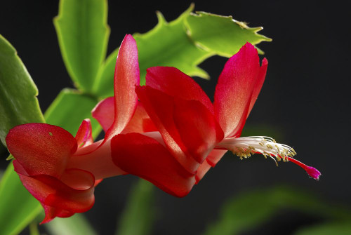 Close up of a Christmas cactus, Schlumbergera truncatus,  in bloom.; Lexington, Massachusetts. Poster Print by Darlyne Murawski (17 x 11)