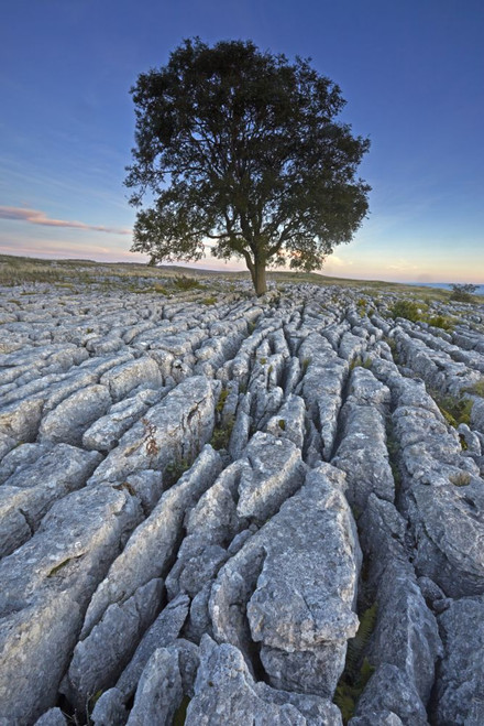 A solitary tree growing out of a limestone pavement on Malham Ings. Poster Print by Loop Images Ltd. (12 x 18)