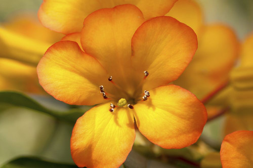 Close up of the flowers of a tropical rhododendron, Vireya species.; Wellesley, Massachusetts. Poster Print by Darlyne Murawski (17 x 11)