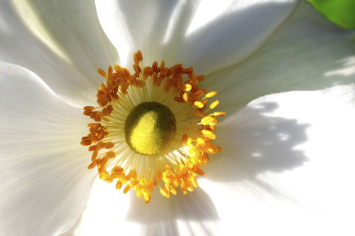 Close up of a white anemone flower.; Beverly, Massachusetts. Poster Print by Darlyne Murawski (17 x 11)