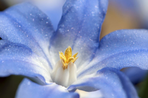 Close-up of a glory-of-the-snow flower, Chionodoxa species.; Jamaica Plain, Massachusetts. Poster Print by Darlyne Murawski (17 x 11)