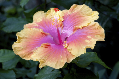 Close up of a bon temps hibiscus flower.; Wellesley, Massachusetts. Poster Print by Darlyne Murawski (17 x 11)