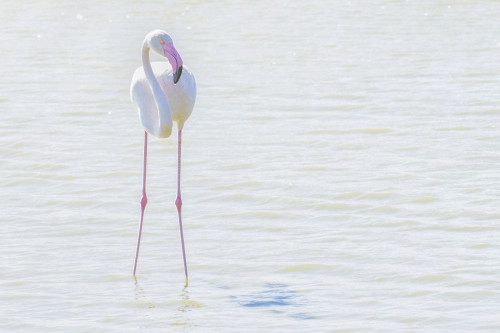 Flamingo wading in shallow water, processed in high key lighting; Sainte Marie de la Mer, France Poster Print by Robert Postma (19 x 12)