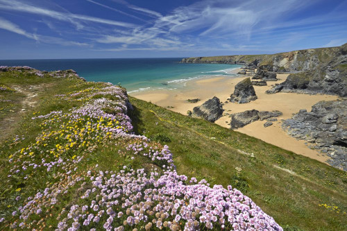 Thrift and Kidney Vetch above Bedruthan Steps on the north Cornwall coast. Poster Print by Loop Images Ltd. (18 x 12)