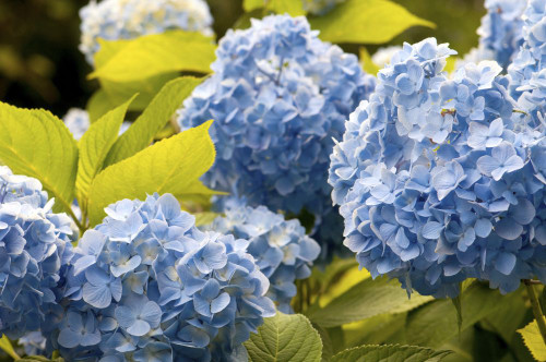 Mophead hydrangea flowers and leaves, Hydrangea macrophylla.; Brewster, Cape Cod, Massachusetts. Poster Print by Darlyne Murawski (17 x 11)