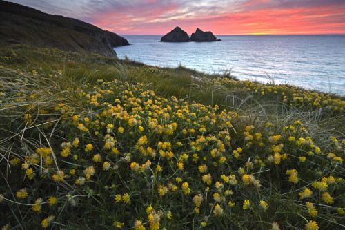 Gull Rocks and Kidney Vetch at sunset above Holywell Bay on the north Cornish coast. Poster Print by Loop Images Ltd. (18 x 12)