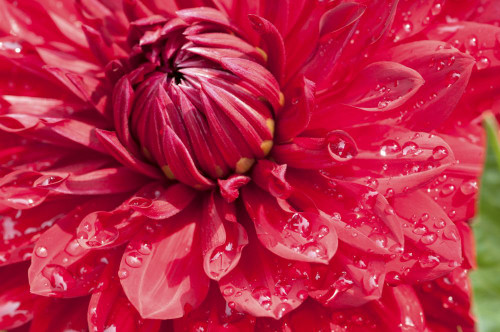 Close up of a large red dahlia flower with water drops.; Brewster, Cape Cod, Massachusetts. Poster Print by Darlyne Murawski (17 x 11)