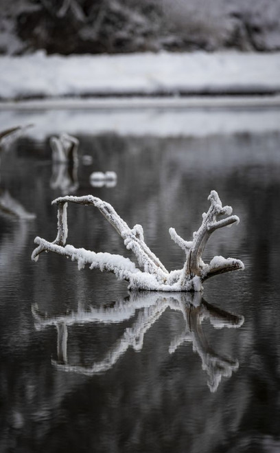 Snow-covered dead wood with mirror image reflection in water; Eagle River, Alaska, United States of America Poster Print by Alex Rearick (11 x 18)