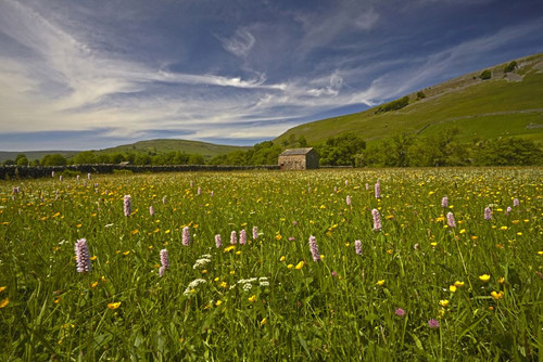 A traditionally farmed haymeadow near Muker in Swaledale. Poster Print by Loop Images Ltd. (18 x 12)
