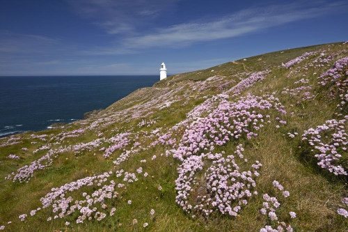 The lighthouse and thrift covered cliff tops at Trevose Head on the north Cornwall coast. Poster Print by Loop Images Ltd. (18 x 12)