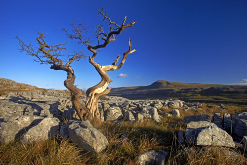 A solitary weatherbeaten tree growing on a limestone pavement. Poster Print by Loop Images Ltd. (18 x 12)