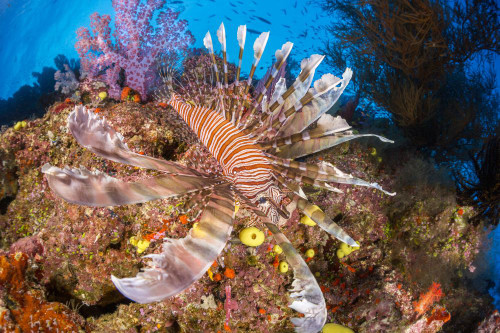 Llionfish (Pterois volitans) and alcyonarian soft coral; Fiji Poster Print by Dave Fleetham (20 x 13)