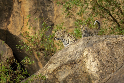 Leopard and cub (Panthera pardus) look out from rock; Kenya Poster Print by Nick Dale (18 x 12)