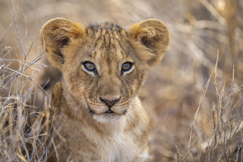 Close-up of lion cub (Panthera leo) in dry grass; Kenya Poster Print by Nick Dale (18 x 12)