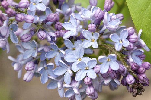 Close up of lilac flowers, Syringa x hyacinthiflora, in springtime.; Jamaica Plain, Massachusetts. Poster Print by Darlyne Murawski (17 x 11)