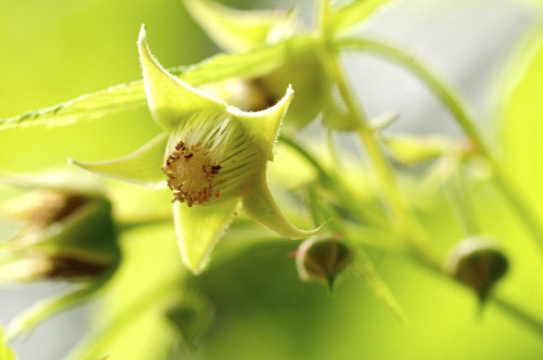 Raspberry flowers and buds.; Brewster, Cape Cod, Massachusetts. Poster Print by Darlyne Murawski (17 x 11)