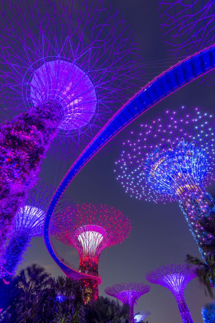 Supertrees of Gardens by the Bay with illuminated sweeping high level walkway. Poster Print by Loop Images Ltd. (11 x 18)