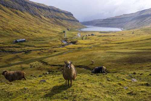 A scenic field with sheep in Faroe islands. Poster Print by Loop Images Ltd. (20 x 13)