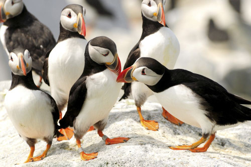 A group of Atlantic puffins on a rock outcropping.; Machias Seal Island, Maine. Poster Print by Darlyne Murawski (17 x 11)