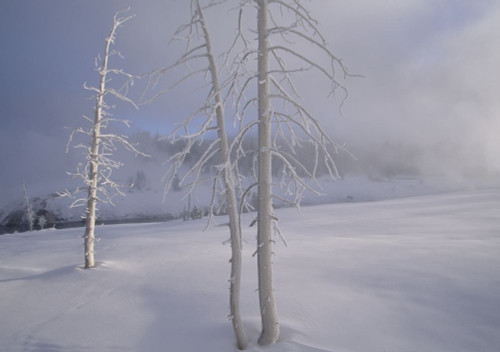 Geyser Basin in winter, Yellowstone National Park, Wyoming, USA; Wyoming, United States of America Poster Print by Michael Melford (19 x 13)