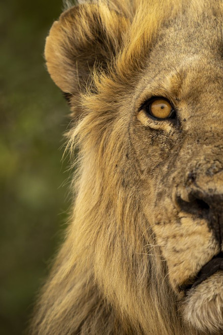 Close-up detail of half a male lion head, (Panthera leo) portrait, in Chobe National Park; Chobe, Botswana Poster Print by Nick Dale (12 x 18)