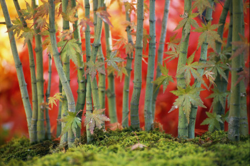 A cluster of bonsai Japanese maple trees (Acer palmatum).; New York. Poster Print by Darlyne Murawski (17 x 11)