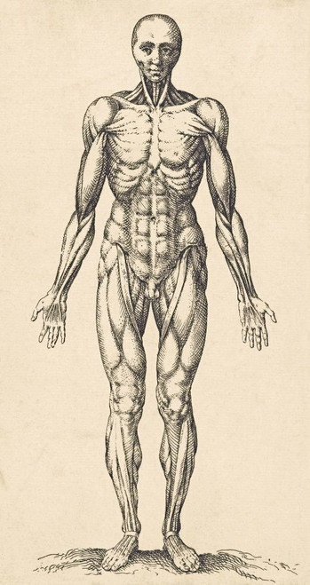 Musculature in the male human body.  After a 17th century work. Poster Print by Ken Welsh (10 x 19) Musculature in the male human body.  After a 17th century work. Poster Print by Ken Welsh (10 x 19)