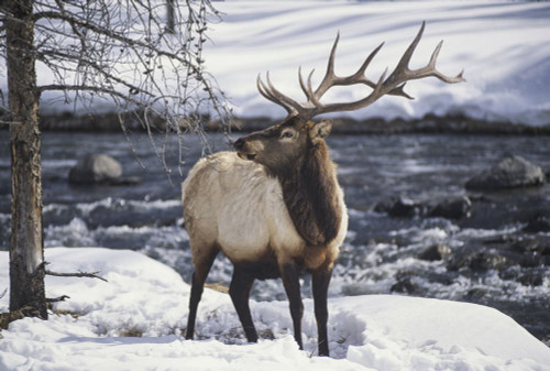 Portrait of an American elk (Cervus canadensis), or wapiti, in the snow in Yellowstone National Park; United States of America Poster Print by Michael Melford (17 x 11)
