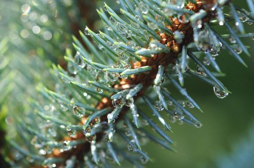 Close up of a Colorado blue spruce branch with lots of water drops.; Brewster, Cape Cod, Massachusetts. Poster Print by Darlyne Murawski (17 x 11)