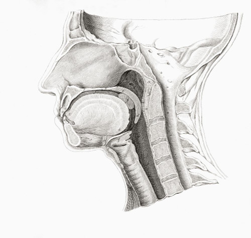 Anatomical section of the head.  After a 19th century study by Robert Muys. Poster Print by Ken Welsh (15 x 14)