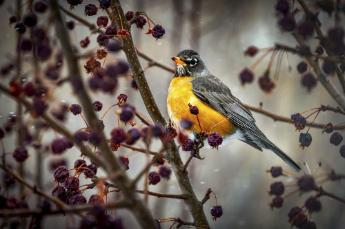 Robin sitting on an apple tree branch with dried small apples and snow flurries; Calgary, Alberta, Canada Poster Print by Michael Interisano (19 x 12)