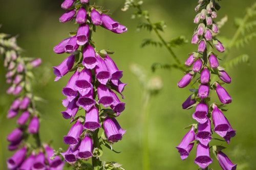 A wild foxglove flower. Poster Print by Loop Images Ltd. (18 x 12)