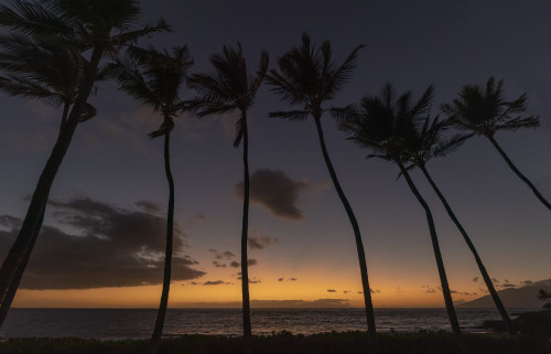 Dramatic view of a row of palm trees silhouetted against the deep, golden glow of sunset over the Pacific Ocean from the beach at Grand Wailea; Kihei, Wailea, Maui, Hawaii, United States of America Poster Print by Living Moments Media (20 x 12)