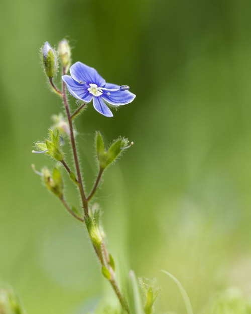 Veronica chamaedrys or Birds eye speedwell. Poster Print by Loop Images Ltd. (13 x 17)