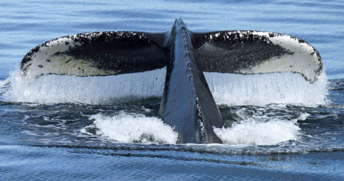 Water drips from the tail flukes of a Humpback Whale (Megaptera novaeangliae) as it dives; Inside Passage, Alaska, United States of America Poster Print by Michael Melford (19 x 10)