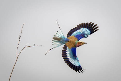 Lilac-breasted roller (Coracias caudatus) passes thin branch spreading wings in Chobe National Park; Chobe, Botswana Poster Print by Nick Dale (18 x 12)