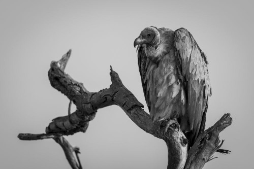 Monochrome of White-backed vulture (Gyps africanus) with catchlight in tree in Chobe National Park; Chobe, Botswana Poster Print by Nick Dale (18 x 12)