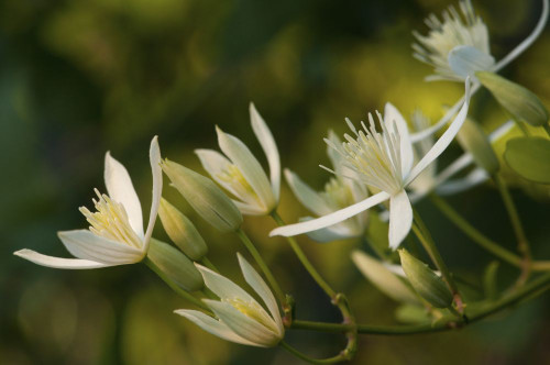 Close up of a group of wild clematis flowers, Clematis virginiana.; Arlington, Massachusetts. Poster Print by Darlyne Murawski (17 x 11)