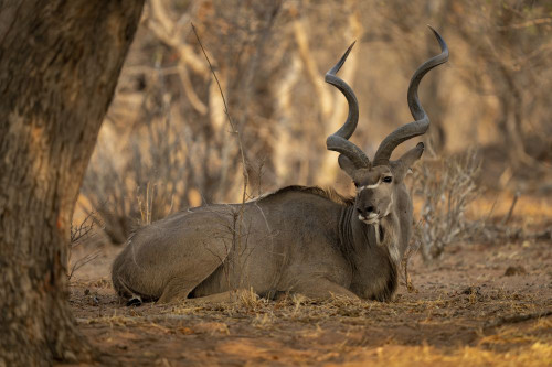 Close-up portrait of a male, greater kudu (Tragelaphus strepsiceros) lying down on the ground in the shade under a tree in Chobe National Park; Chobe, Bostwana Poster Print by Nick Dale (18 x 12)