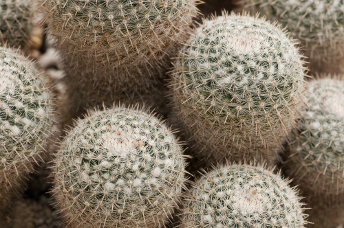 Close up of a group of Mammilaria geminispina cacti.; Wellesley, Massachusetts. Poster Print by Darlyne Murawski (17 x 11)