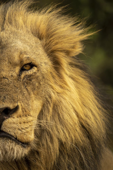 Close-up detail of half a male lion face and head, (Panthera leo) portrait, in Chobe National Park; Chobe, Botswana Poster Print by Nick Dale (12 x 18)